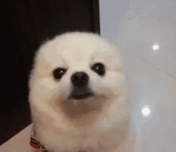 77ac9c1159358ba6.gif